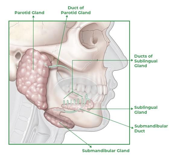 submandibular-gland-gland-speicheldruse-deep-neck-neck-lift